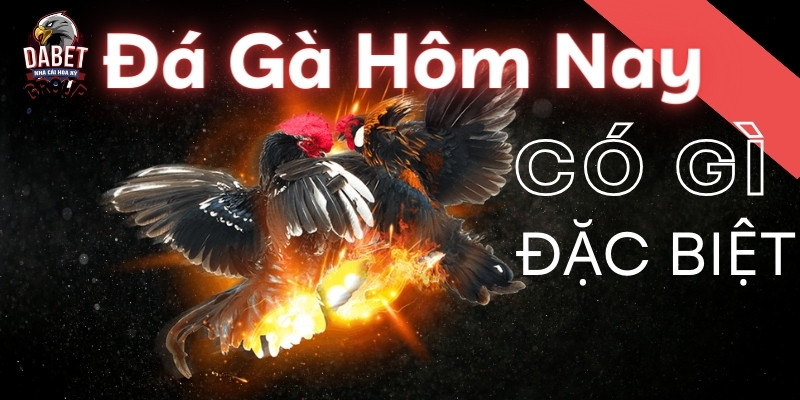 Đá Gà Hôm Nay Có Gì Đặc Biệt