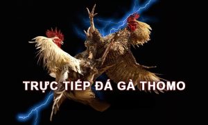 đá gà thomo