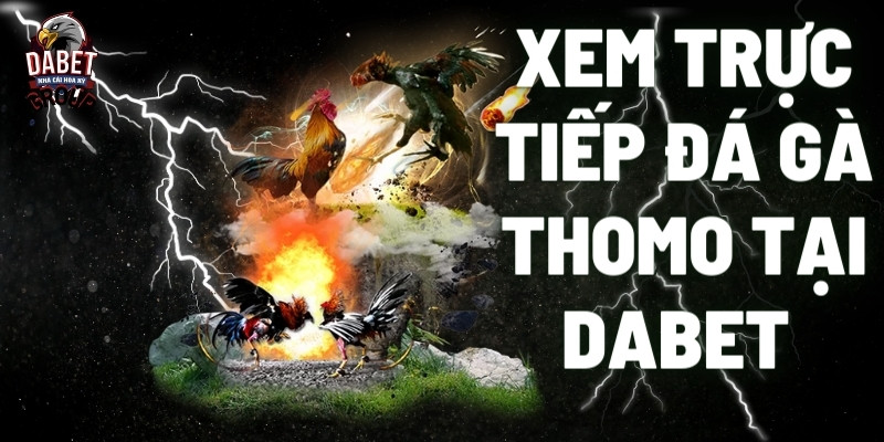 xem trực tiếp đá gà Thomo tại dabet